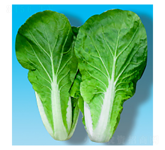 快菜種子-灜快325-華瀛種業(yè)