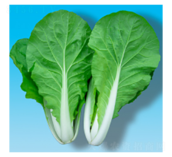 快菜種子-灜快204-華瀛種業(yè)