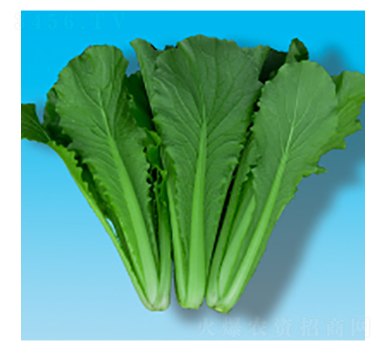 快菜種子-青幫小白菜319-華瀛種業(yè)