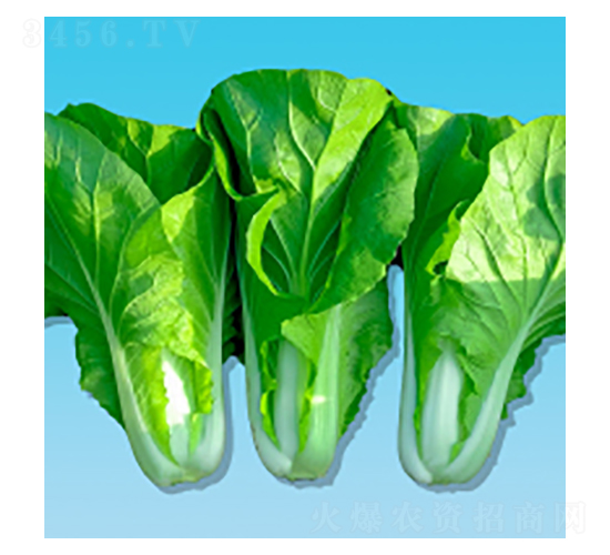 快菜種子-灜快396-華瀛種業(yè)