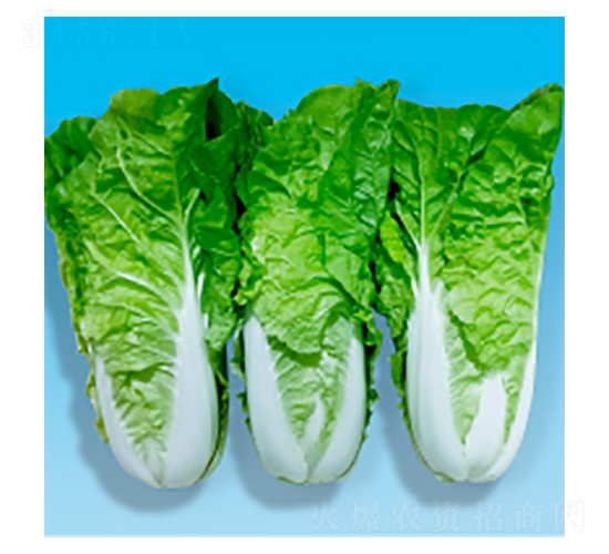 快菜種子-鮮美-華瀛種業(yè)