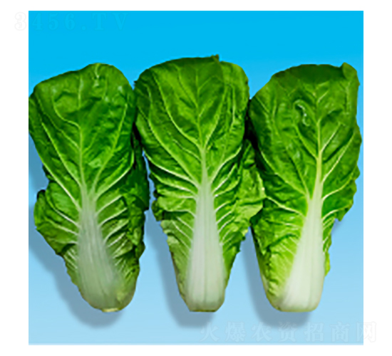 快菜種子-姿美-華瀛種業(yè)