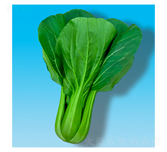 青梗菜種子-瀛青349-華瀛種業(yè)