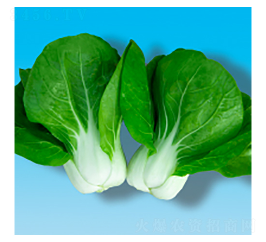 青梗菜種子-瀛青204-華瀛種業(yè)