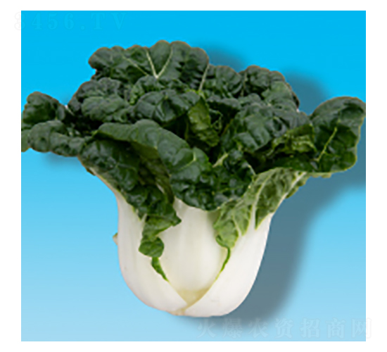 青梗菜種子-奶白菜302-華瀛種業(yè)