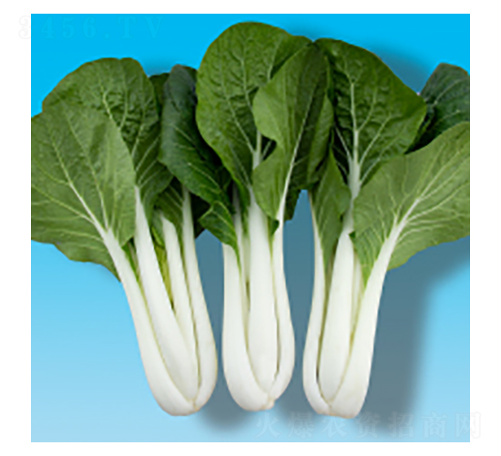 青梗菜種子-奶白菜306-華瀛種業(yè)