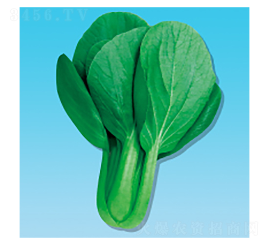 青梗菜種子-瀛青398-華瀛種業(yè)