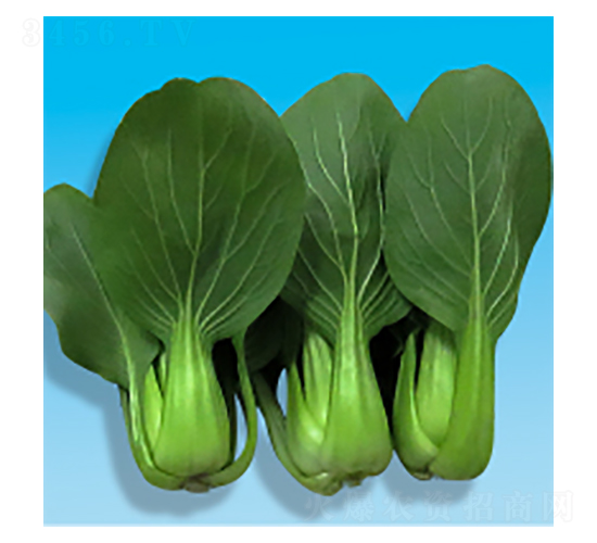 青梗菜種子-夏如意-華瀛種業(yè)