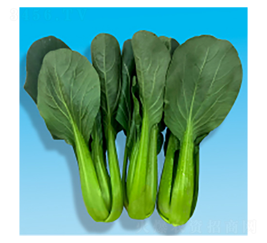 青梗菜種子-長安風(fēng)-華瀛種業(yè)