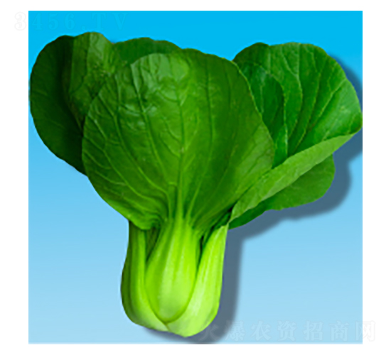 青梗菜種子-瀛青399-華瀛種業(yè)