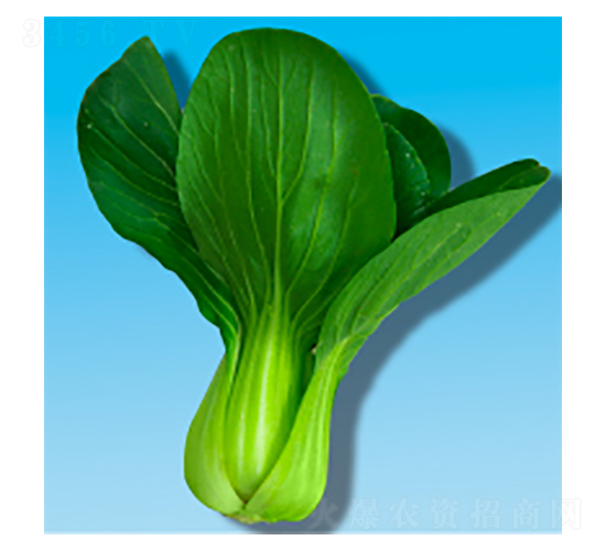 青梗菜種子-瀛青353-華瀛種業(yè)