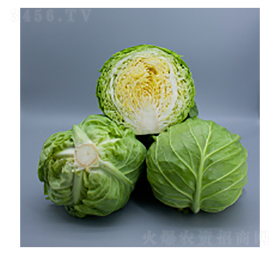 甘藍(lán)種子-綠影-華瀛種業(yè)