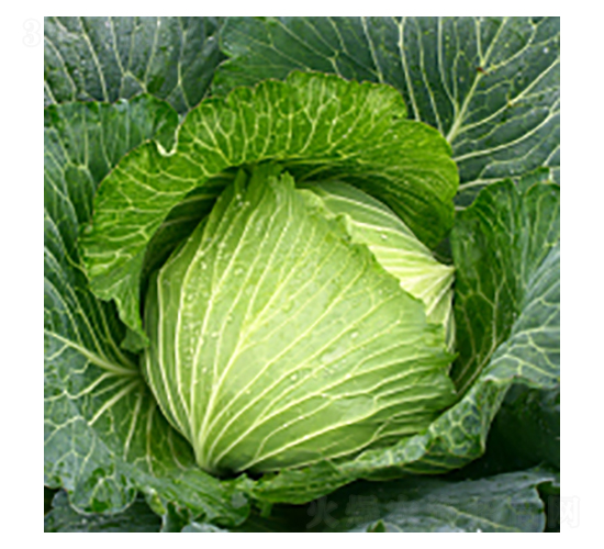 甘藍(lán)種子-藍(lán)得-華瀛種業(yè)