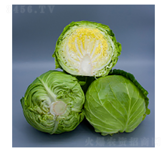 甘藍(lán)種子-甘藍(lán)2116-華瀛種業(yè)