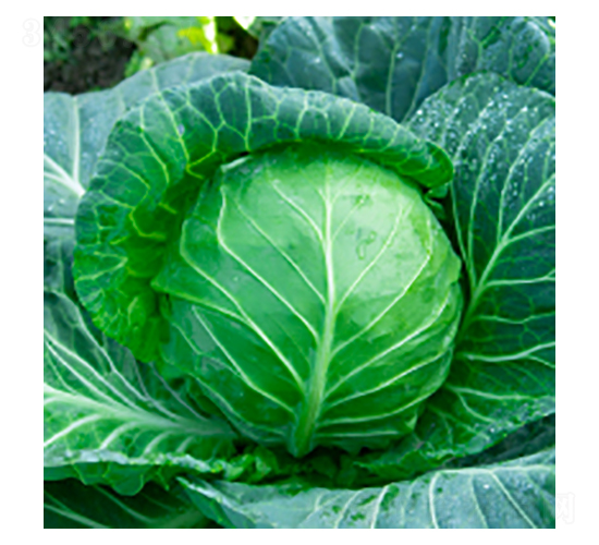 甘藍種子-瀛甘312-華瀛種業(yè)