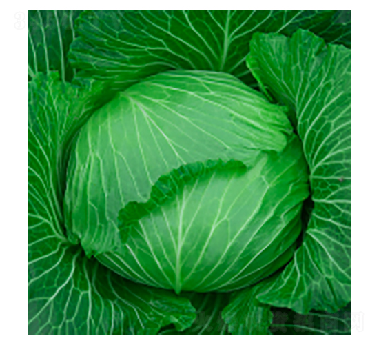 甘藍(lán)種子-瀛甘316-華瀛種業(yè)