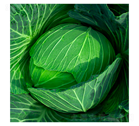 甘藍(lán)種子-寒榮-華瀛種業(yè)