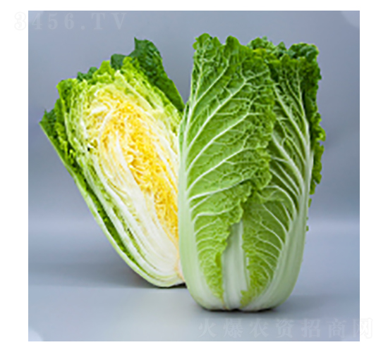 大白菜種子-健吉-華瀛種業(yè)