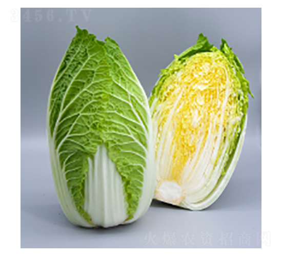 大白菜種子-大白菜15號-華瀛種業(yè)