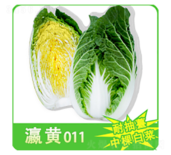 大白菜種子-瀛黃011-華瀛種業(yè)