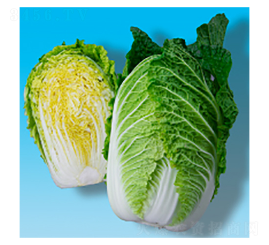 大白菜種子-瀛黃321-華瀛種業(yè)