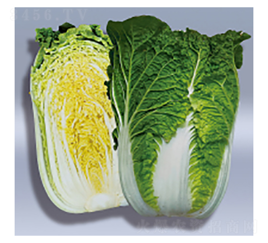 大白菜種子-珍吉-華瀛種業(yè)