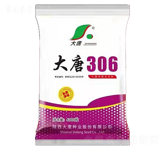 大唐306-玉米種子-大唐種業(yè)
