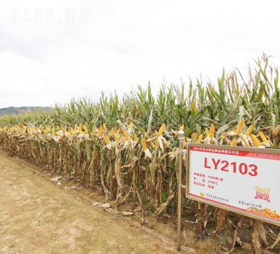 良玉2103-玉米種子-登海良玉種業(yè)