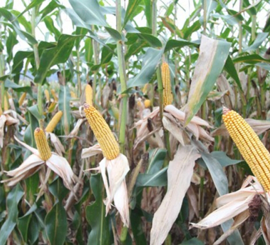 DF21-���׷N��-�Ǻ�����N�I(y��)