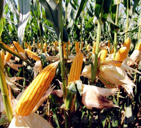 DF31-���׷N��-�Ǻ�����N�I(y��)