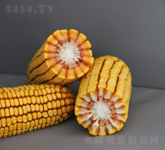 DF41-玉米種子-登海良玉種業(yè)