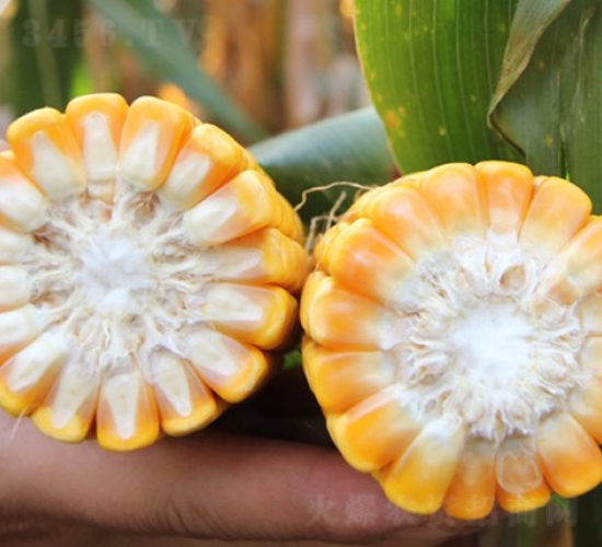 ����911-���׷N��-�Ǻ�����N�I(y��)