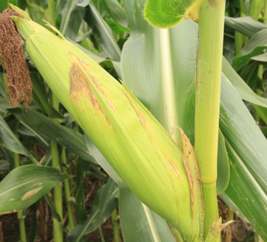 良玉918-玉米種子-登海良玉種業(yè)