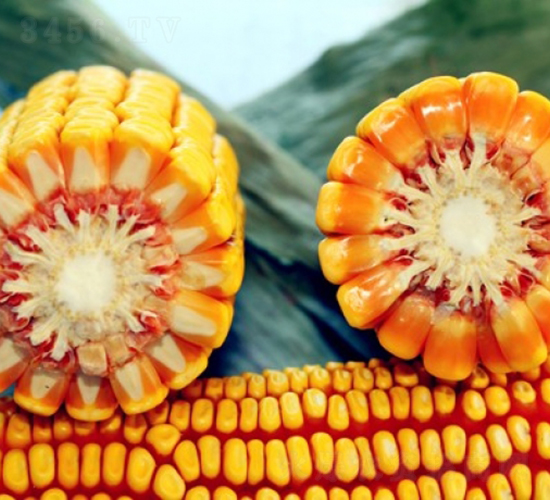 良科1008-玉米種子-登海良玉種業(yè)