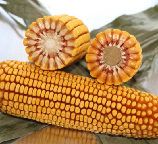 良玉119-玉米種子-登海良玉種業(yè)
