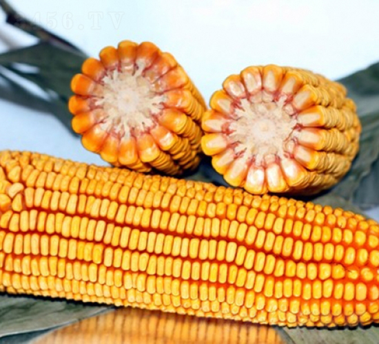 良玉318-玉米種子-登海良玉種業(yè)