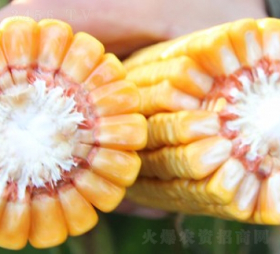 ����188-���׷N��-�Ǻ�����N�I(y��)