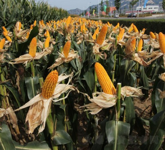 良玉99-玉米種子-登海良玉種業(yè)