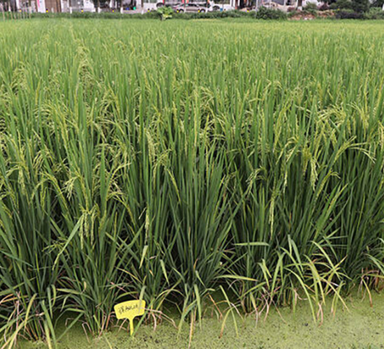 琛兩優(yōu)261-水稻種子-金健種業(yè)