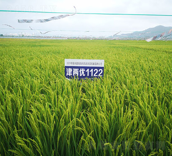 津兩優(yōu)1122-水稻種子-金健種業(yè)