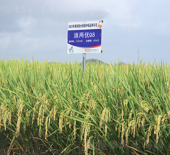 旗兩優(yōu)Q8-水稻種子-金健種業(yè)