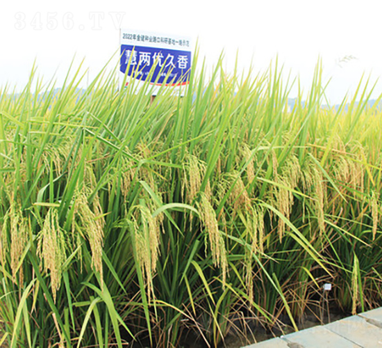 慧兩優(yōu)久香-水稻種子-金健種業(yè)