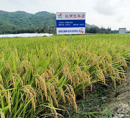 玖兩優(yōu)華占-水稻種子-金健種業(yè)