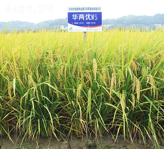 華兩優(yōu)M5-水稻種子-金健種業(yè)