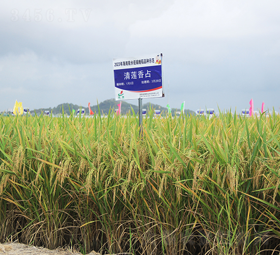清蓮香占-水稻種子-金健種業(yè)
