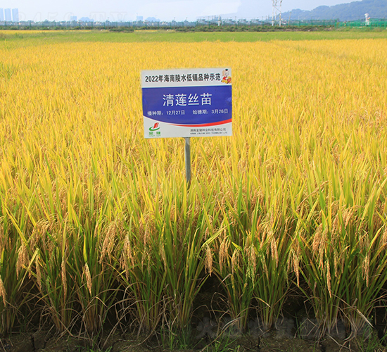 清蓮絲苗-水稻種子-金健種業(yè)