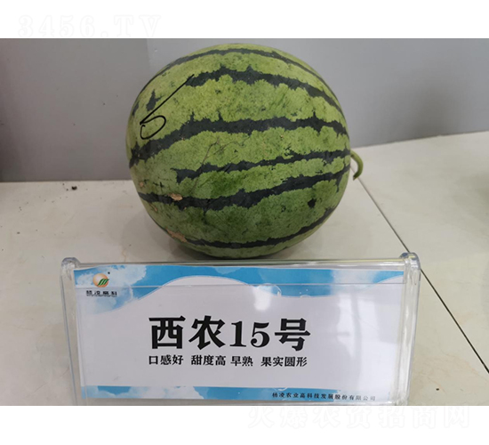 西農(nóng)15號-西瓜種子-秦豐種業(yè)