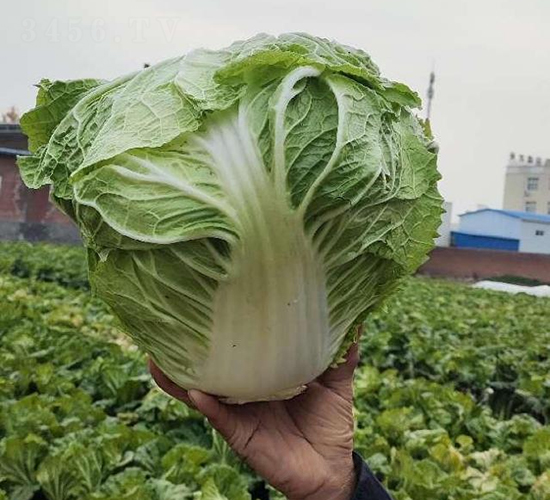 秦白2號-白菜種子-秦豐種業(yè)