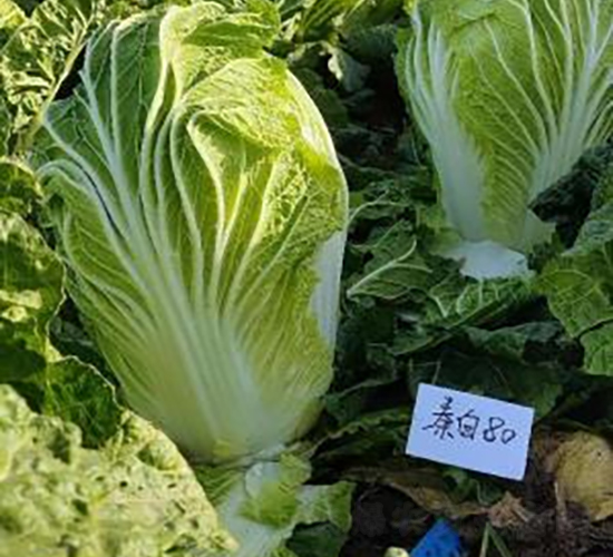 �ذ�80-�ײ˷N��-���S�N�I(y��)