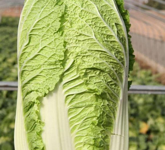 �ذ�һ̖-�ײ˷N��-���S�N�I(y��)